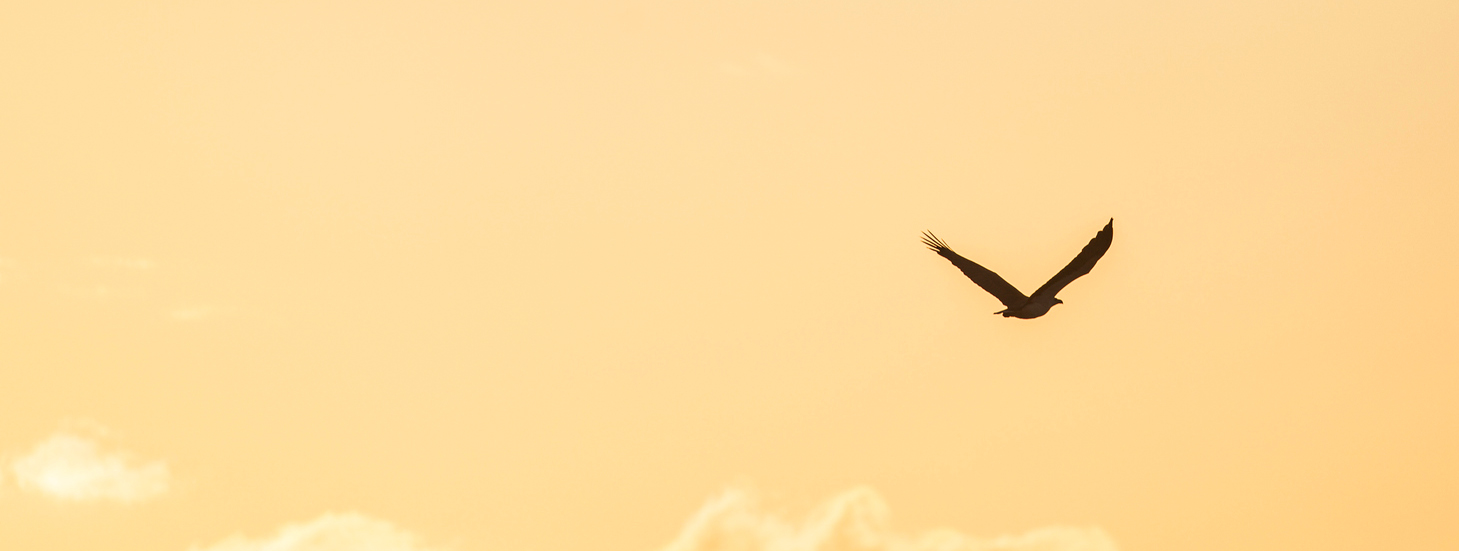 bird on an orange sky