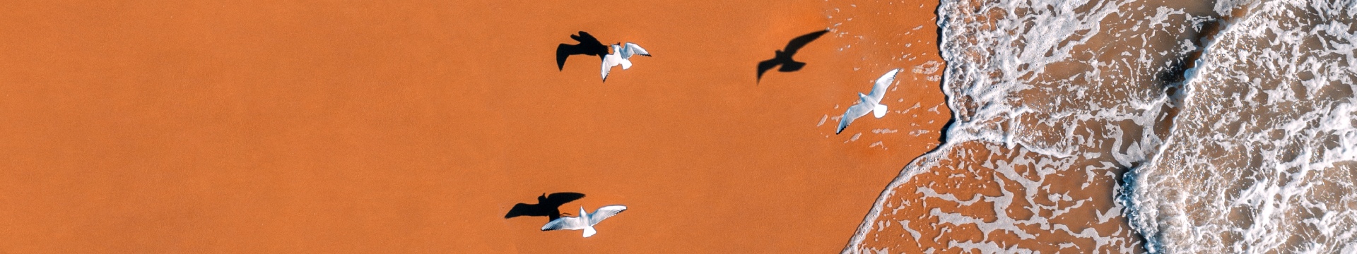 Seagulls flying over beach