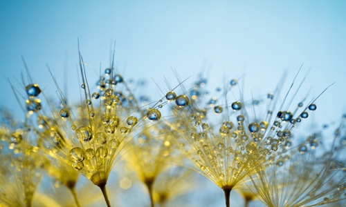 group of dandelions covered in dew pearls 